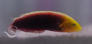 Radiant wrasse