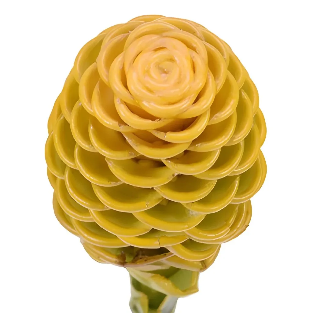 Yellow Shampoo Ginger
