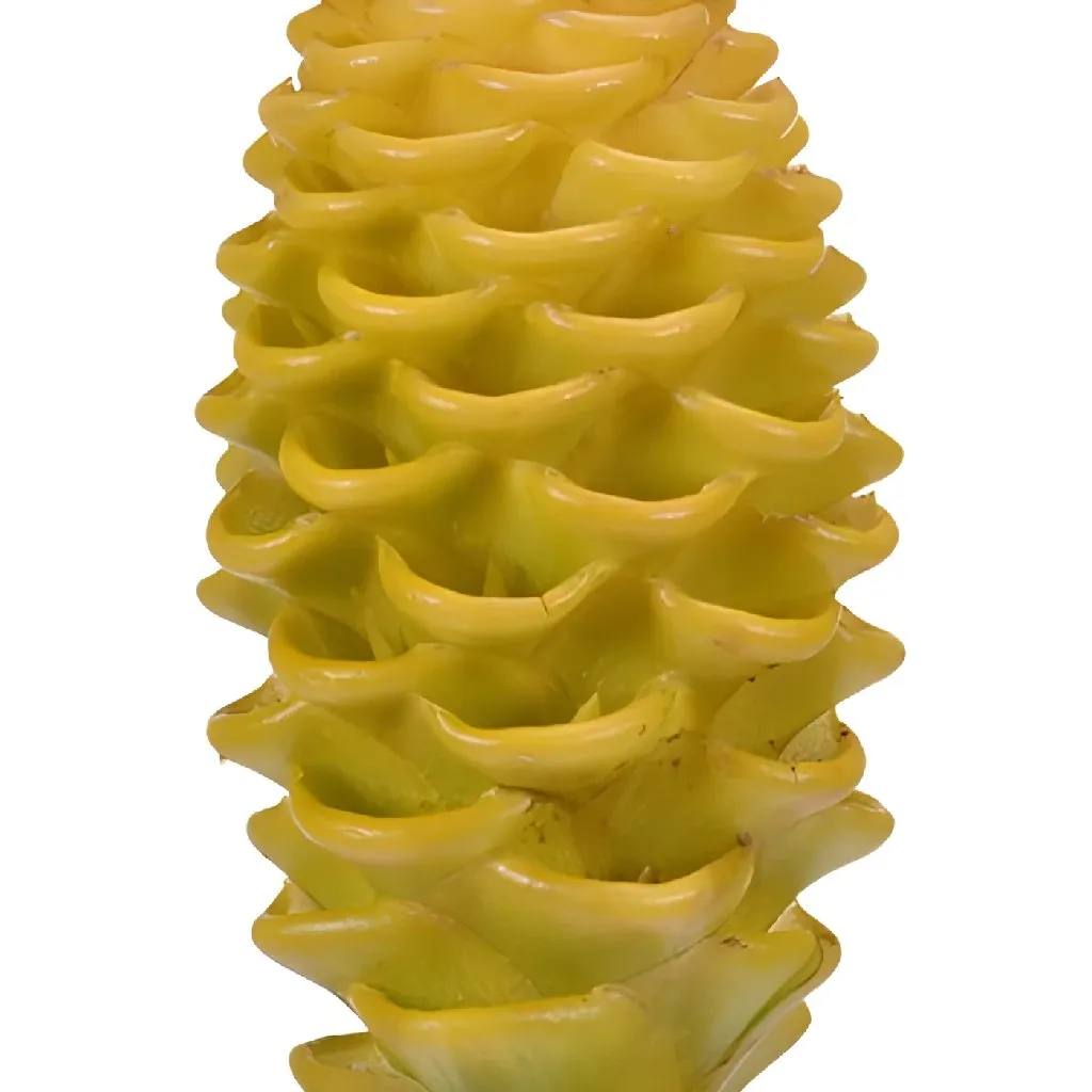 Yellow Shampoo Ginger